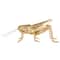 Hello Honey® 5.5" Gold Gilded Garden Grasshopper Décor